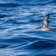 Puffin des Baléares